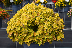 Main Street Venice Boulevard Coleus (Solenostemon scutellarioides 'Venice Boulevard') at Lakeshore Garden Centres