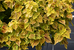 Main Street Venice Boulevard Coleus (Solenostemon scutellarioides 'Venice Boulevard') at Lakeshore Garden Centres