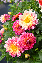 Dahlinova Hypnotica Tropical Breeze Dahlia (Dahlia 'Hypnotica Tropical Breeze') at Lakeshore Garden Centres