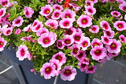 Aloha Kona Tiki Pink Calibrachoa (Calibrachoa 'Aloha Kona Tiki Pink') at Lakeshore Garden Centres