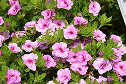 Aloha Double Soft Pink Eye Calibrachoa (Calibrachoa 'Aloha Double Soft Pink Eye') at Lakeshore Garden Centres