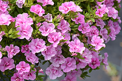 Aloha Double Soft Pink Calibrachoa (Calibrachoa 'Aloha Double Soft Pink') at Lakeshore Garden Centres