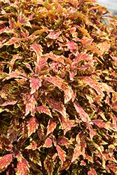 Down Town Columbus Coleus (Solenostemon scutellarioides 'Columbus') at Lakeshore Garden Centres
