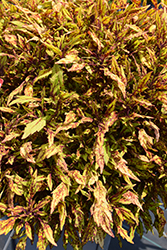 Down Town Greenville Coleus (Solenostemon scutellarioides 'Greenville') at Lakeshore Garden Centres