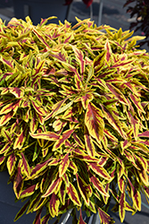 Stained Glassworks Le Freak Coleus (Solenostemon scutellarioides 'Le Freak') at Lakeshore Garden Centres