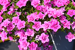 MiniFamous Neo Double Pink Calibrachoa (Calibrachoa 'KLECA16356') at Lakeshore Garden Centres