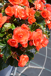 Move2 Orange Begonia (Begonia x hiemalis 'Move2 Orange') at Lakeshore Garden Centres