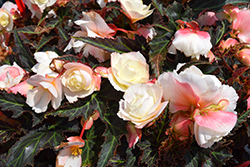 I'Conia La Luna Begonia (Begonia 'I'Conia La Luna') at Lakeshore Garden Centres