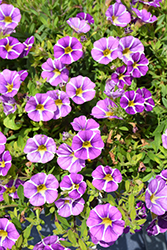 MiniFamous Uno Blue Star Calibrachoa (Calibrachoa 'KLECA22822') at Lakeshore Garden Centres