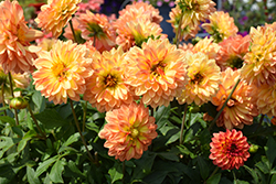 Venti Tequila Sunrise Dahlia (Dahlia 'DAFYRRE') at Lakeshore Garden Centres