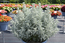 Parfum d'Ethiopia Artemisia (Artemisia 'Parfum d'Ethiopia') at Lakeshore Garden Centres