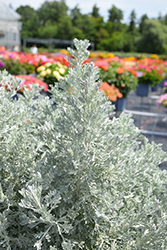 Parfum d'Ethiopia Artemisia (Artemisia 'Parfum d'Ethiopia') at Lakeshore Garden Centres