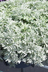 FanciFillers Sea Salt Artemesia (Artemisia 'Wesartfafisesa') at Peter Knippel Garden Centre