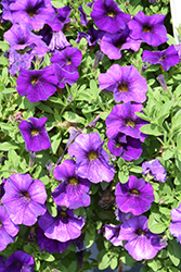 EnViva Blue Petchoa (Petchoa 'KLECA24829') at Lakeshore Garden Centres