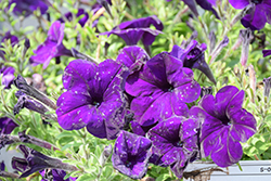 Headliner Blue 24 Petunia (Petunia 'KLEPH23557') at Lakeshore Garden Centres