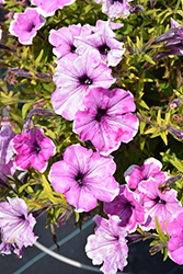 Headliner Lavender Picotee Petunia (Petunia 'KLEPH22622') at Lakeshore Garden Centres