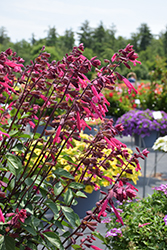 Skyscraper Dark Purple Salvia (Salvia 'HYBSV16016') at Lakeshore Garden Centres