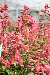 Skyscraper Orange Salvia (Salvia 'HYBSV18020') at Lakeshore Garden Centres
