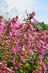 Skyscraper Pink Salvia (Salvia 'HYBSV16017') at Lakeshore Garden Centres