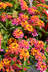PassionFruit Lantana (Lantana 'Ballanpaf') at Lakeshore Garden Centres