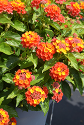 Shamrock Orange Flame Lantana (Lantana 'Balshamorfim') at Lakeshore Garden Centres