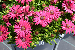 Serenity Electric Rose African Daisy (Osteospermum 'Balsertricos') at Lakeshore Garden Centres