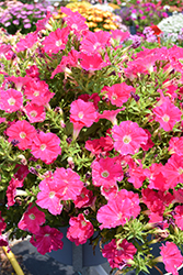 SureShot Hot Pink Petunia (Petunia 'Balsurshop') at Lakeshore Garden Centres