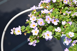 MegaCopa Lavender Bacopa (Sutera cordata 'Balmecolav') at Lakeshore Garden Centres