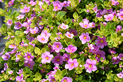 Big Falls Dark Pink Bacopa (Sutera cordata 'Big Falls Dark Pink') at Lakeshore Garden Centres