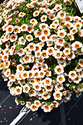 Calitastic Cappuccino Calibrachoa (Calibrachoa 'Calitastic Cappuccino') at Lakeshore Garden Centres