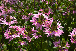 Bombay Pink Fan Flower (Scaevola aemula 'Bombay Pink') at Lakeshore Garden Centres