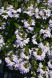 Bombay Platinum Fan Flower (Scaevola aemula 'Bombay Platinum') at Lakeshore Garden Centres