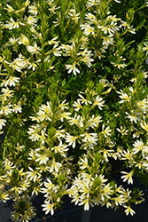Bombay Yellow Fan Flower (Scaevola aemula 'Bombay Yellow') at Lakeshore Garden Centres