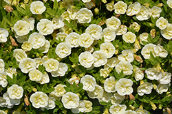 Superbells Double Chiffon Calibrachoa (Calibrachoa 'USCAL51505') at Lakeshore Garden Centres