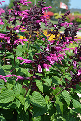 Rockin' Fuchsia Salvia (Salvia 'BBSAL00301') at A Very Successful Garden Center