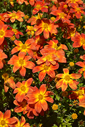 Campfire Firedance Bidens (Bidens 'Campfire Firedance') at Lakeshore Garden Centres