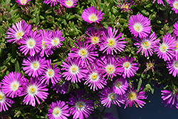 Wheels of Wonder Purple Wonder Ice Plant (Delosperma 'P15R1') at Lakeshore Garden Centres