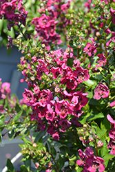 Alonia Big Cherry Angelonia (Angelonia angustifolia 'Alonia Big Cherry') at Lakeshore Garden Centres