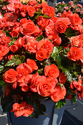 Move2 Orange Begonia (Begonia x hiemalis 'Move2 Orange') at Lakeshore Garden Centres