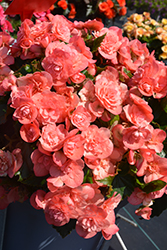 Move2 Joy Salmon Begonia (Begonia x hiemalis 'Move2 Joy Salmon') at Lakeshore Garden Centres