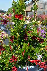 Flordenia Chocolate Mandevilla (Mandevilla 'Flordenia Chocolate') at Lakeshore Garden Centres