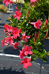 Flordenia Neon Mandevilla (Mandevilla 'Flordenia Neon') at Lakeshore Garden Centres