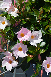 Flordenia Plus Pink Blush Mandevilla (Mandevilla 'Flordenia Plus Pink Blush') at Lakeshore Garden Centres