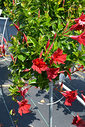Flordenia Red Velvet Mandevilla (Mandevilla 'Flordenia Red Velvet') at Lakeshore Garden Centres
