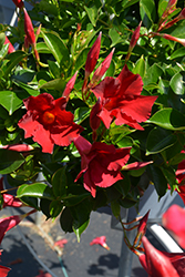 Flordenia Red Velvet Mandevilla (Mandevilla 'Flordenia Red Velvet') at Lakeshore Garden Centres