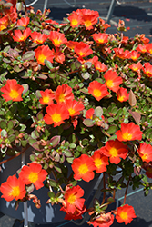 Cupcake Carrot Portulaca (Portulaca grandiflora 'Cupcake Carrot') at Lakeshore Garden Centres