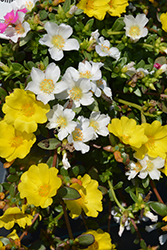 Cupcake Yellow Chrome Portulaca (Portulaca grandiflora 'Cupcake Yellow Chrome') at Lakeshore Garden Centres