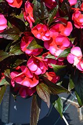 Petticoat Blue Star New Guinea Impatiens (Impatiens 'Petticoat Blue Star') at Lakeshore Garden Centres