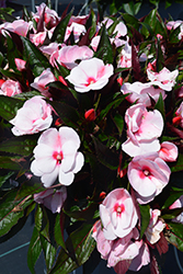 Petticoat Cherry Blossom New Guinea Impatiens (Impatiens 'Petticoat Cherry Blossom') at Lakeshore Garden Centres