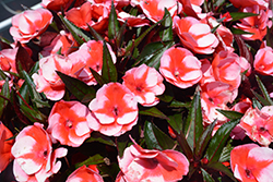 Petticoat Cherry Star New Guinea Impatiens (Impatiens 'Petticoat Cherry Star') at Lakeshore Garden Centres